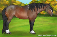 Horse Color:Bay Sabino 