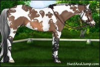 Horse Color:Bay Splash Tobiano