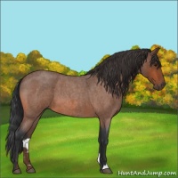 Horse Color:Unknown 