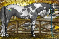 Horse Color:Blue Roan Splash Tobiano 
