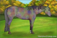 Horse Color:Nacre Grullo Rabicano 