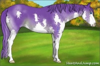 Horse Color:Watercolor Black Splash 