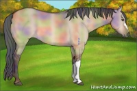 Horse Color:Nacre Brown Dun