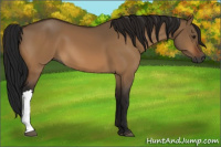 Horse Color:Gray Bay Dun 