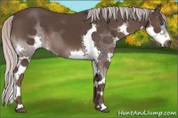 Horse Color:Silver Black Splash 