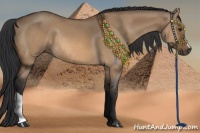 Horse Color:Bay Dun Rabicano 