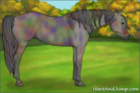Horse Color:Gray Nacre Grullo Rabicano