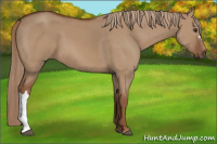 Horse Color:Red Dun