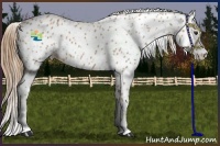 Horse Color:Chestnut Appaloosa 