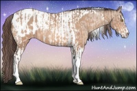 Horse Color:Amber Champagne Sabino Tobiano Appaloosa  and Amber Champagne Sabino Tobiano Appaloosa 