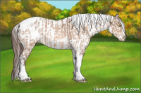 Horse Color:Amber Champagne Sabino Tobiano Appaloosa  and Bay Sabino Tobiano Appaloosa 