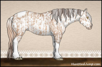 Horse Color:Amber Champagne Sabino Tobiano Appaloosa  and Gold Champagne Sabino Tobiano Appaloosa 