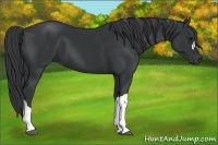 Horse Color:Black 