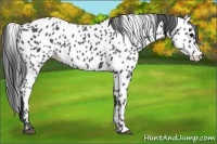Horse Color:Black Appaloosa