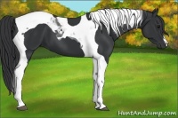 Horse Color:Black Tobiano 