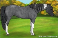 Horse Color:Blue Roan Tobiano