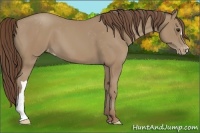 Horse Color:Classic Champagne Appaloosa 
