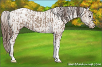Horse Color:Classic Champagne Sabino Tobiano Appaloosa and Classic Champagne Sabino Tobiano Appaloosa