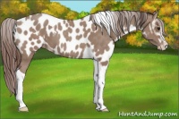 Horse Color:Classic Champagne Sabino Tobiano Appaloosa  and Classic Champagne Sabino Tobiano Appaloosa 