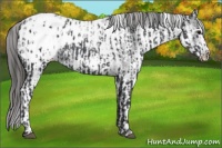Horse Color:Black Appaloosa  and White Spotted Black Appaloosa 