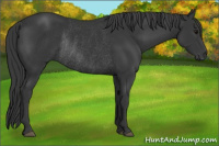 Horse Color:Black Rabicano 