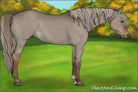 Horse Color:Liver Red Dun 