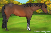 Horse Color:Bay 
