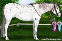 Horse Color:White Spotted Bay  and White Spotted Brown Splash Appaloosa 