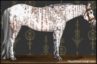Horse Color:Bay Roan Appaloosa  and Liver Chestnut Sabino Appaloosa