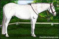 Horse Color:White Spotted Amber Champagne Sabino Splash  and Gray White Spotted Amber Champagne Roan Varnish 