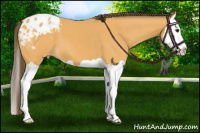 Horse Color:Buckskin Splash Appaloosa