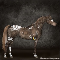 Horse Color:White Spotted Liver Red Dun Ice Appaloosa 