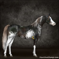 Horse Color:White Spotted Liver Chestnut Ice Splash 