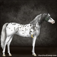 Horse Color:White Spotted Liver Chestnut Splash Appaloosa 