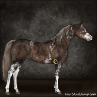 Horse Color:White Spotted Liver Chestnut Ice 