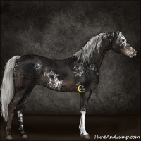 Horse Color:White Spotted Liver Chestnut Ice 
