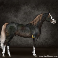 Horse Color:Liver Chestnut Ice Splash 