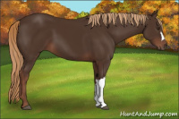 Horse Color:Liver Chestnut 