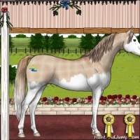 Horse Color:Plaid  Red Dun Splash 