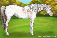 Horse Color:Amber Champagne Sabino Tobiano Blanket  and Gray Amber Champagne Sabino Tobiano Blanket 