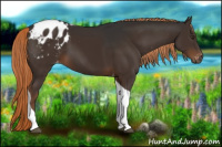 Horse Color:Gray Liver Chestnut Tobiano Appaloosa