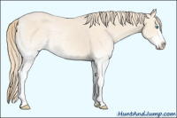 Horse Color:White Spotted Perlino Splash  and White Spotted Perlino 