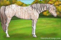 Horse Color:Amber Champagne Sabino Tobiano Appaloosa  and Amber Champagne Sabino Tobiano Appaloosa 