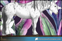 Horse Color:White Spotted Black Sabino Rabicano 