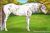 Horse Color:Gray Amber Champagne Sabino Tobiano Appaloosa  and Amber Champagne Sabino Tobiano Appaloosa 