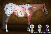 Horse Color:Bay Roan Appaloosa 