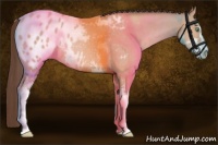 Horse Color:Amber Champagne Roan Sabino Appaloosa Rabicano 