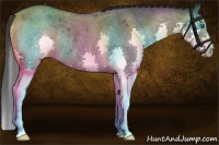 Horse Color:Blue Roan Splash Rabicano 