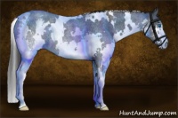 Horse Color:White Spotted Blue Roan Splash Rabicano 