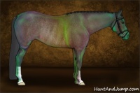Horse Color:Brown Roan Rabicano 